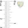 Thumbnail Image 2 of Heart-Shaped and Round Simulated Opal Stud Earrings Set in Sterling Silver