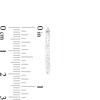 Thumbnail Image 2 of 20mm Diamond-Cut Hoop Earrings in 14K Tube Hollow White Gold