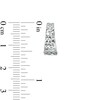 Thumbnail Image 2 of Made in Italy 14mm Diamond-Cut Pyramid Huggie Hoop Earrings in Sterling Silver