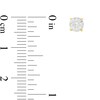 Thumbnail Image 2 of 14K Solid Gold 1 CT. T.W. Diamond Solitaire Studs