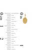 Thumbnail Image 1 of Oval Hoop Charm in 10K Solid Gold