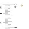 Thumbnail Image 2 of 2mm Cubic Zirconia Solitaire Stud Piercing Earrings in 14K Solid Gold